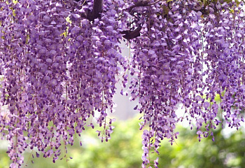Глициния обильноцветущая Wisteria floribunda Royal Purple 