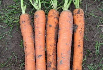 Морковь Carrot Saturno 