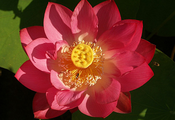 Лотос Red Lotus 
