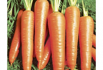 Морковь Carrot Vita Longa 