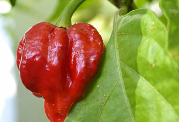 Перец острый Hot pepper Trinidad Scorpion Butch 