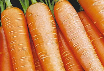 Морковь Carrot Royal Forto 