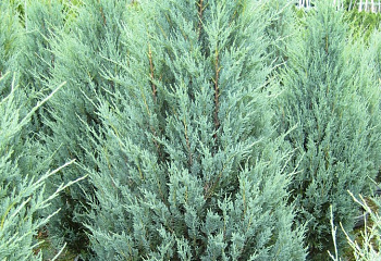 Можжевельник Juníperus Wichita Blue 