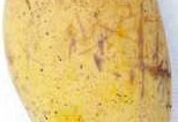 Манго Mango indica Lemon Meringue 