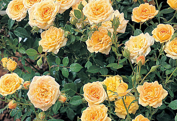 Роза Rósa Yellow Bantam 