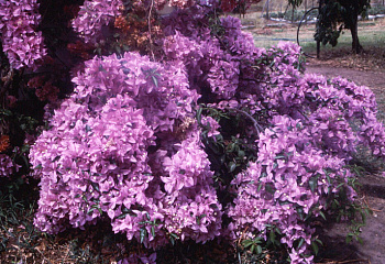 Бугенвиллия или Бумажный цветок  Bougainvillea Singapore Pink 