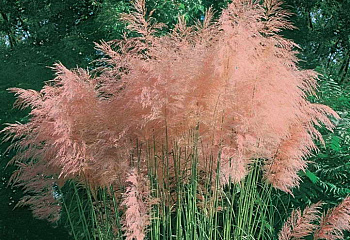 Кортадерия Cortaderia Pink Feather 