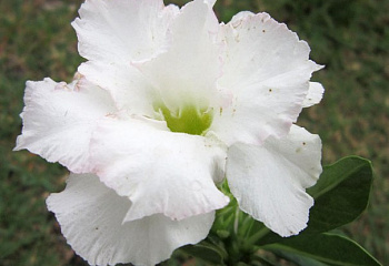 Адениум или Пустынная роза Adenium White Angel 