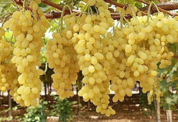 Виноград плодовый Vitis vinifera Superran Bolgar