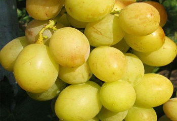 Виноград плодовый Vitis vinifera Золотая Королева