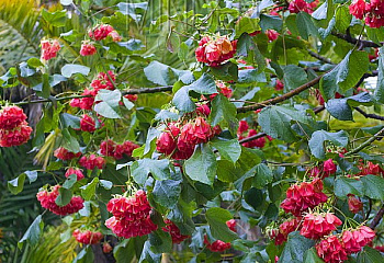 Домбея или Гортензия тропическая Dombeya Strawberry Snowball Tree 