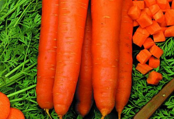 Морковь Carrot Skarla 
