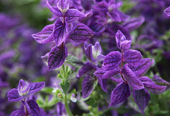 Сальвия Salvia Lilac Glade 