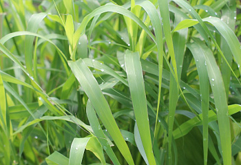 Имбирная трава Cymbopogon martinii 
