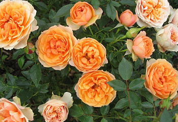 Роза Rósa Peach Meillandina 