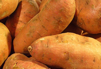 Батат или Сладкий картофель Sweet Potato Porto Rico 