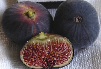 Инжир Fícus cárica Black figs