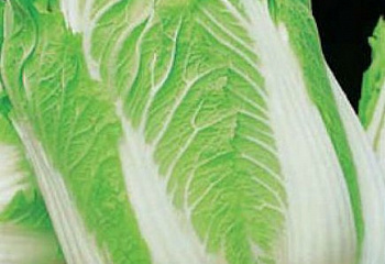 Капуста пекинская Brassica pekinensis Bilko 