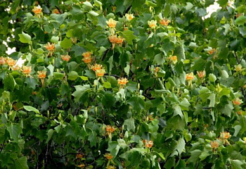 Лириодендрон, или Тюльпанное дерево Liriodendron Ardis 