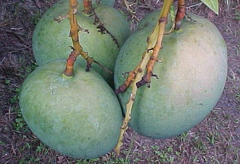 Манго Mango indica Beverly 