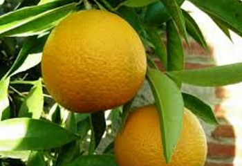 Клементин (гибрид мандарина и апельсина) Citrus clementina Loretina 
