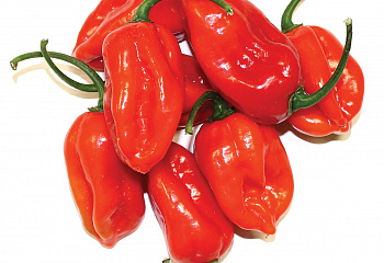 Перец острый Hot pepper Tastemaker Hybrid 