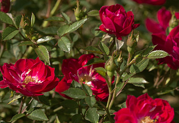 Роза на штамбе Rósa Little Buckaroo 