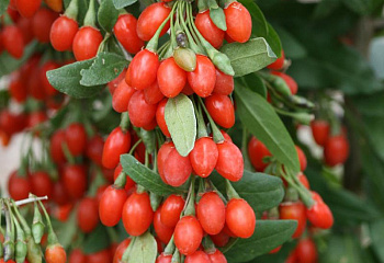 Годжи Lycium chinense  Dolce (Sweet Lifeberry) 
