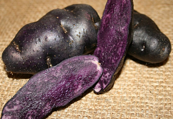 Картофель Potato Purple Peruvian 