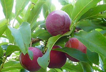 Алыча Prunus divaricataм Ранняя консервная