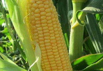 Кукуруза Sweetcorn True Gold Corn 