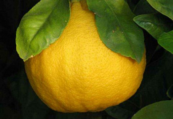 Бергамот, или апельсин-бергамот  Citrus bergamia Fantastico 