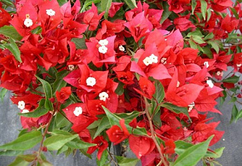 Бугенвиллия или Бумажный цветок  Bougainvillea Tomato Red 