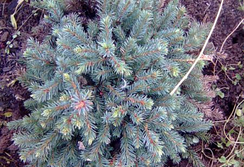Ель канадская Picea canadensis Blue Planet 