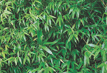 Листоколосник бамбуковый Phyllóstachys bambusoídes Henonis 