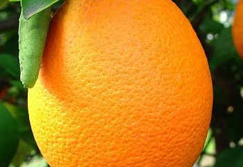 Апельсиновое дерево Orange Tree Fischer navel 
