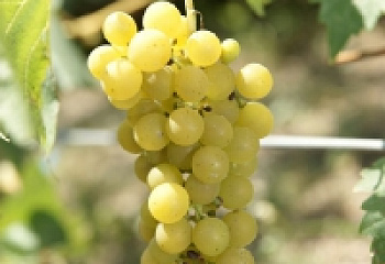 Виноград винный Vitis vinifera Мускат одесский