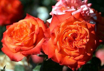 Роза Rósa Mandarine Symphonie 