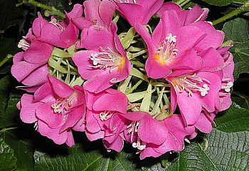 Домбея или Гортензия тропическая Dombeya Tropical Rose Hydrangea 