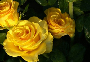 Роза на штамбе  Rósa Landora 