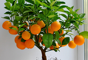 Апельсиновое дерево Orange Tree Trovita 