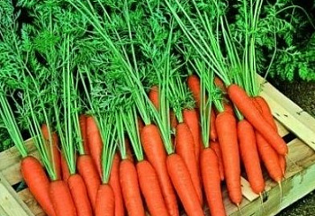 Морковь Carrot Tempo 