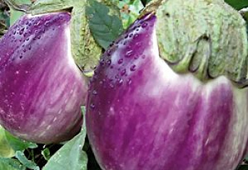 Баклажан Eggplant Rotonda Bianca F1 