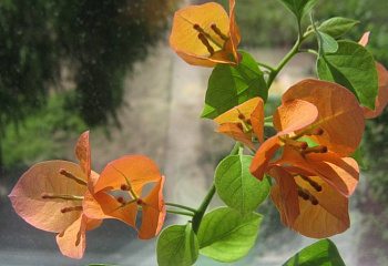 Бугенвиллия или Бумажный цветок  Bougainvillea Scarlet Glory Orange 
