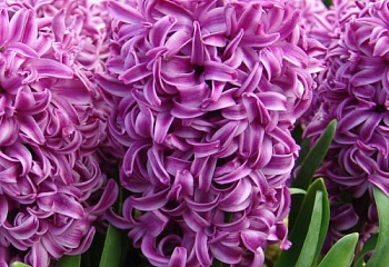 Гиацинт Hyacinthus Purple Sensation 