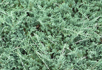 Можжевельник Juníperus Douglasii 