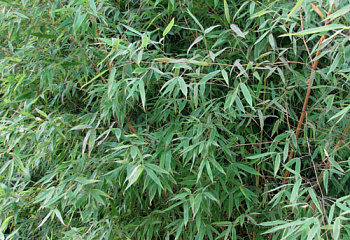 Листоколосник бамбуковый Phyllóstachys bambusoídes Koi 