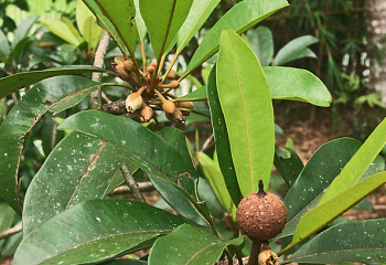 Саподилла или Маслянное дерево Achras sapota 