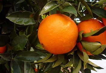 Апельсиновое дерево Orange Tree Navel Late 