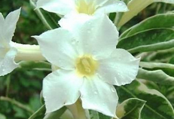 Адениум или Пустынная роза Adenium Magic White Leave 